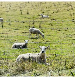 Grillage à mouton noué léger